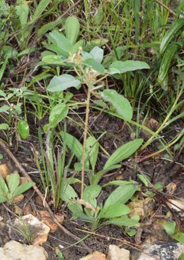 Croton capitatus.jpg