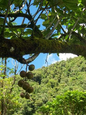 Ficus mauritiana.JPG