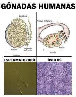 Resultado de imagen para gonada