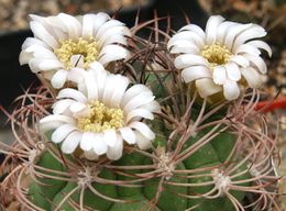 Gymnocalycium saglionis.jpg