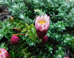 Helichrysum retortoides.jpg