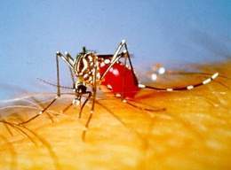 Mosquito trasmisor.jpg