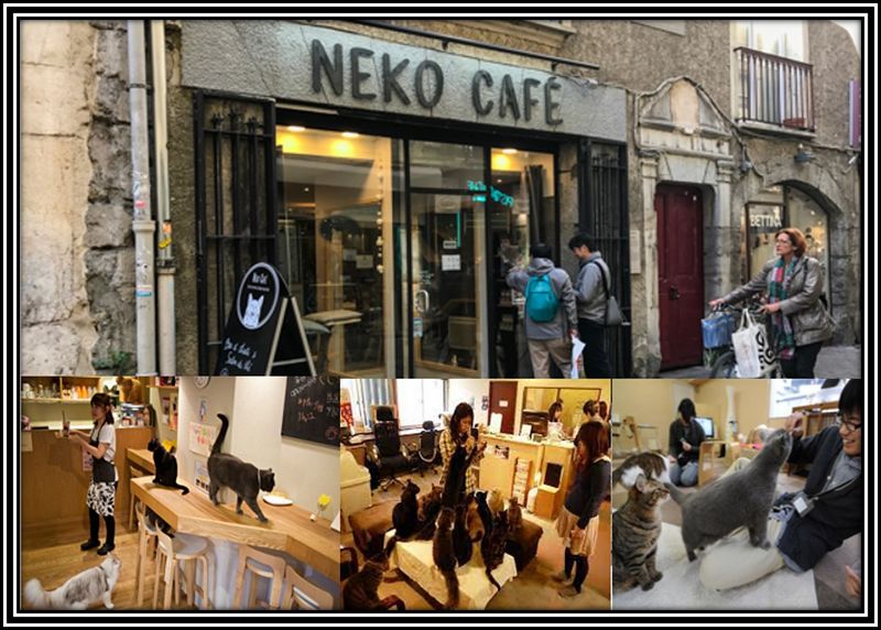 Archivo:Nekocafe.jpg
