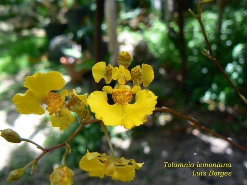 Archivo:Oncidium lemonianum.jpg