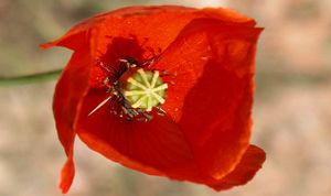 Papaverdubium22.jpg