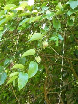 Passiflora maliformis.jpeg