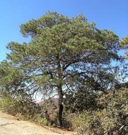 Pinus lawsonii.jpg
