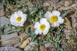 Ranunculus acetosellifolius.jpg