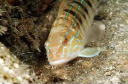 Serrano de Arena 1.jpeg