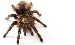 Tarantula-rosada.jpg