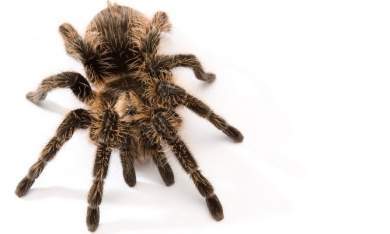 Grammostola rosea - EcuRed