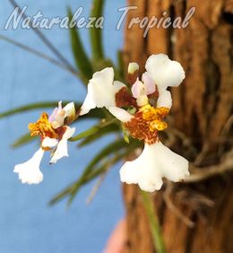 4flor-tolumnia-variegata-orquidea-epifita-variedad-grande.jpg