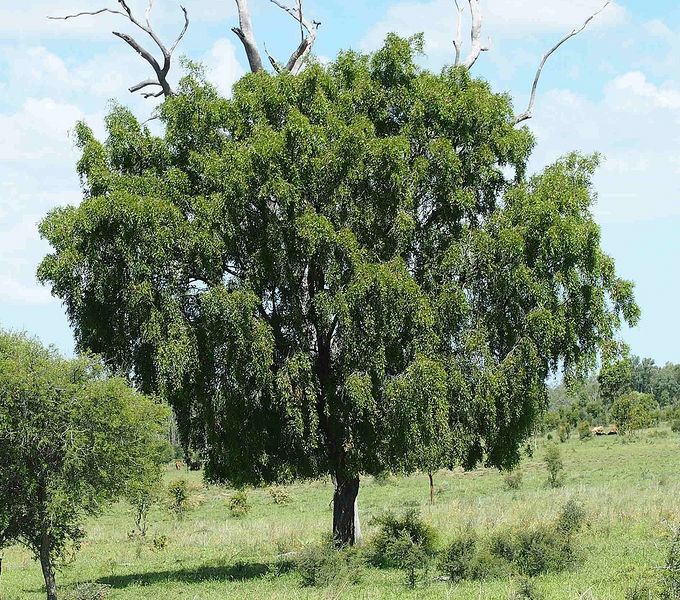 Archivo:Acacia excelsa.jpg
