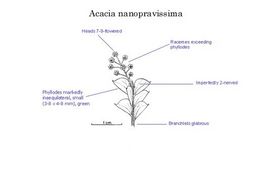 Acacia nanopravissima.jpg