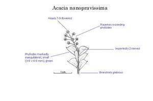Acacia nanopravissima.jpg
