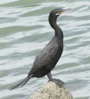 Cormoran.jpg