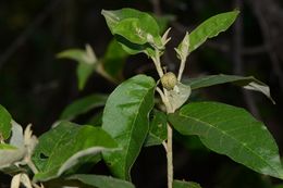 Croton menyharthii 1.jpg