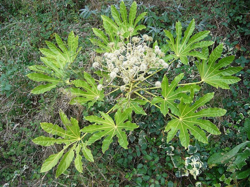 Archivo:Fatsia1.jpg
