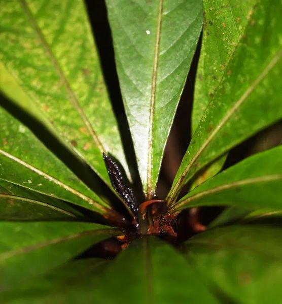 Archivo:Ficus macrostyla 1.jpg
