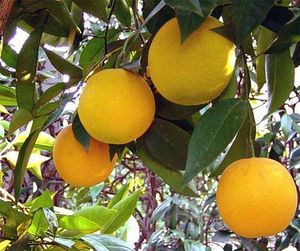 Greening citricos.jpg