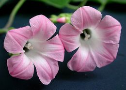 Ipomoea tuxtlensis.JPG