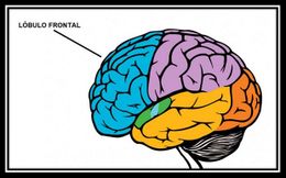 Lóbulo frontal.jpg