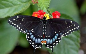 Mariposa-cola-de-golondrina mariposas-tigre 1.jpg