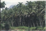 Plantaciones de Coco.JPG