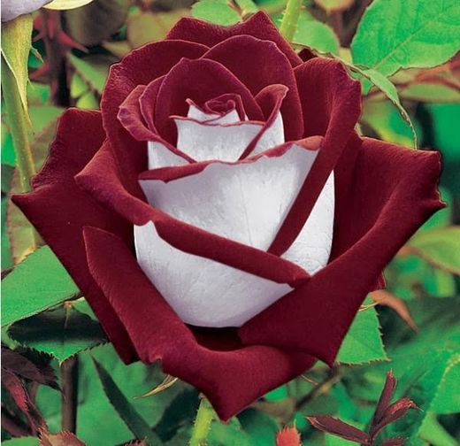 Flor Nacional de Inglaterra (Rosa Tudor) EcuRed