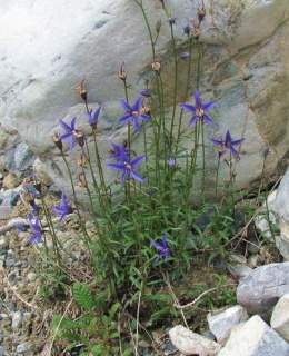 Campanula aurita.jpg
