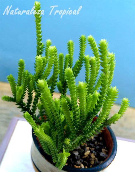 Archivo:Crassula-muscosa.jpg