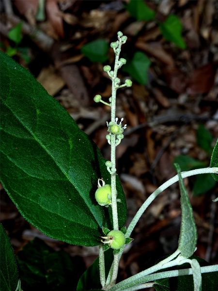Archivo:Croton mazapensis 1.jpeg
