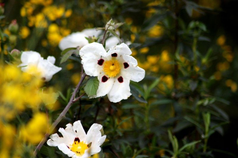 Archivo:Jara flor.jpg