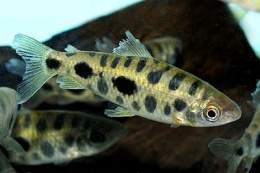 Leporinus maculatus x.jpg