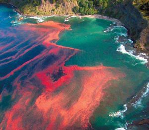 O red tide3.jpg