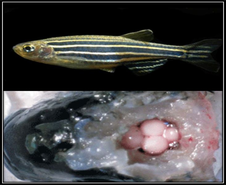 Archivo:Peces de laboratorio.jpg