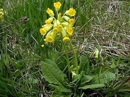 Primula-veris.jpg