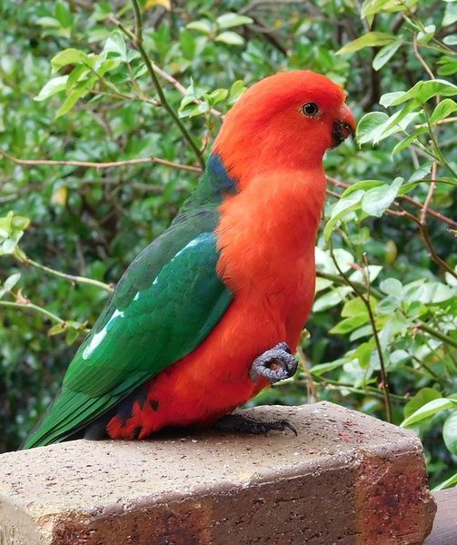 Archivo:Rey loro australiano.jpg