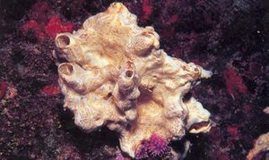 Strongylacidon sp..jpg