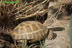 Testudo horsfieldii 3.jpg