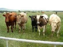Vacas lecheras.jpg