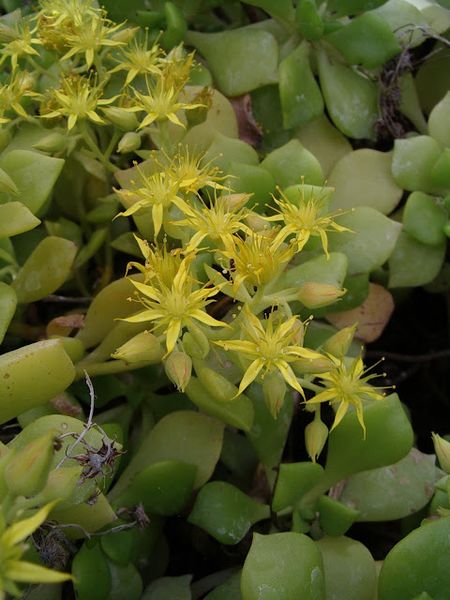 Archivo:Aeonium lindleyi.JPG