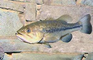 BLACK-BASS.jpg