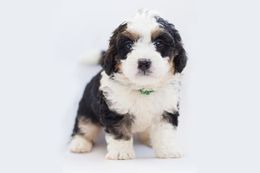 Bernedoodle.jpg