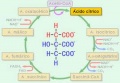 Ciclo del ácido cítrico01.jpeg
