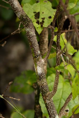 Croton madandensis.jpg