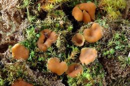 Leucoscypha patavina..jpg