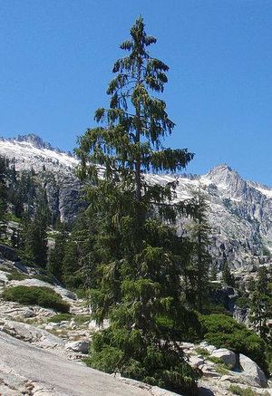Picea breweriana.jpg