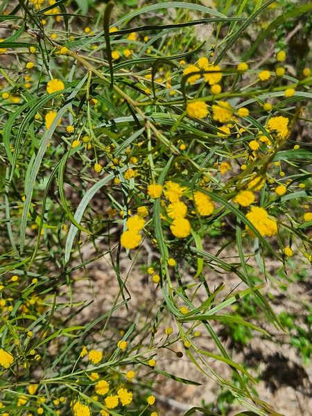 Archivo:Acacia dentifera 1.jpg