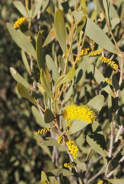 Archivo:Acacia kempeana 3.jpg
